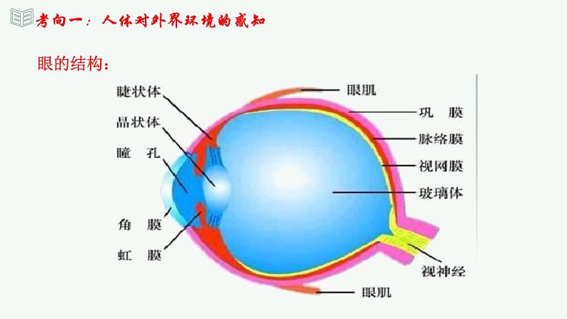 【2024年会考】初中生物 专题14 人体生命活动的调节-课件06