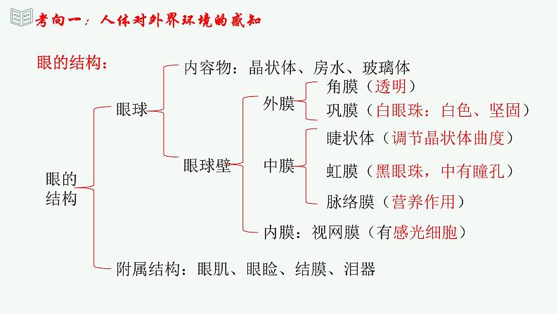 【2024年会考】初中生物 专题14 人体生命活动的调节-课件07