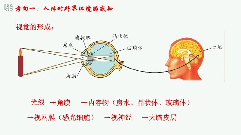 【2024年会考】初中生物 专题14 人体生命活动的调节-课件08