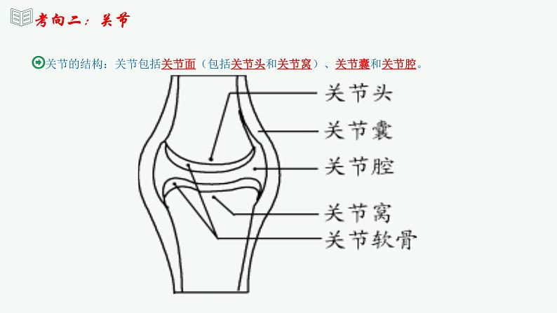 【2024年会考】初中生物 专题17 哺乳动物的运动及动物在生物圈中的作用-课件07