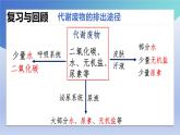 11.3+皮肤与汗液分泌+课件2023--2024学年北师大版生物七年级下册