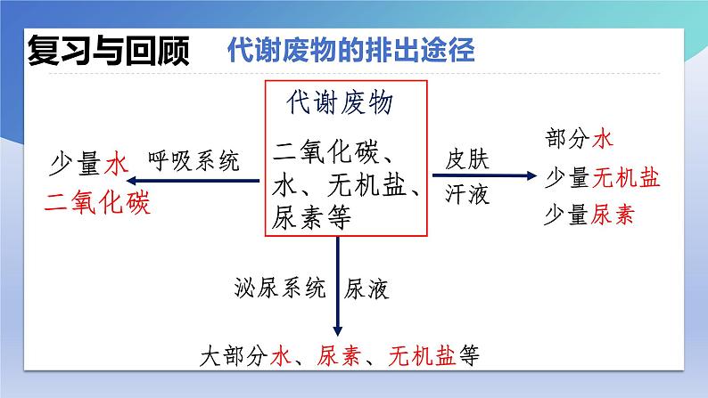 11.3+皮肤与汗液分泌+课件2023--2024学年北师大版生物七年级下册02