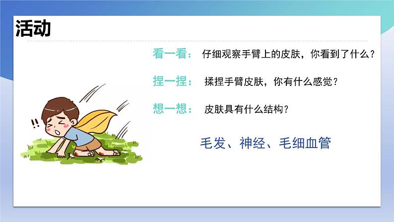 11.3+皮肤与汗液分泌+课件2023--2024学年北师大版生物七年级下册03