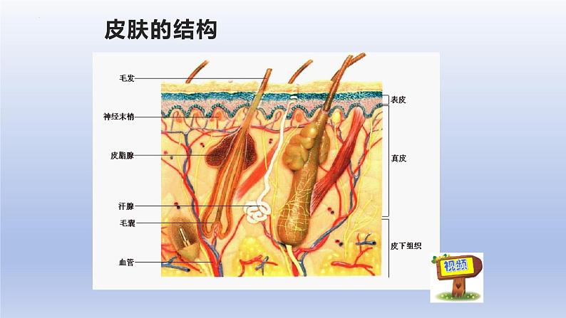 11.3+皮肤与汗液分泌+课件2023--2024学年北师大版生物七年级下册05