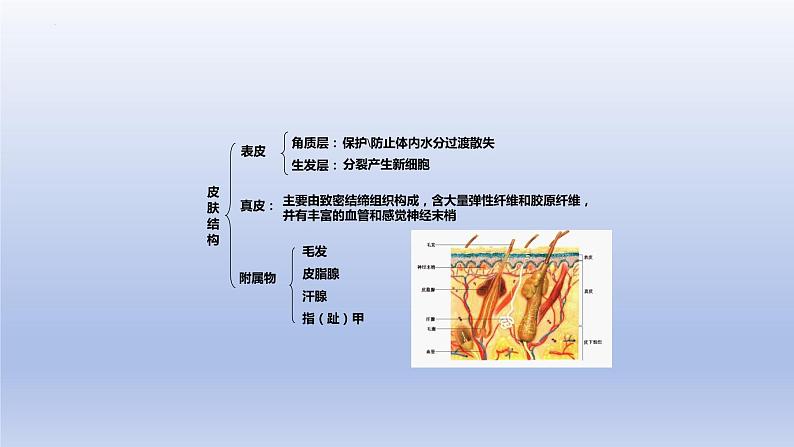 11.3+皮肤与汗液分泌+课件2023--2024学年北师大版生物七年级下册06