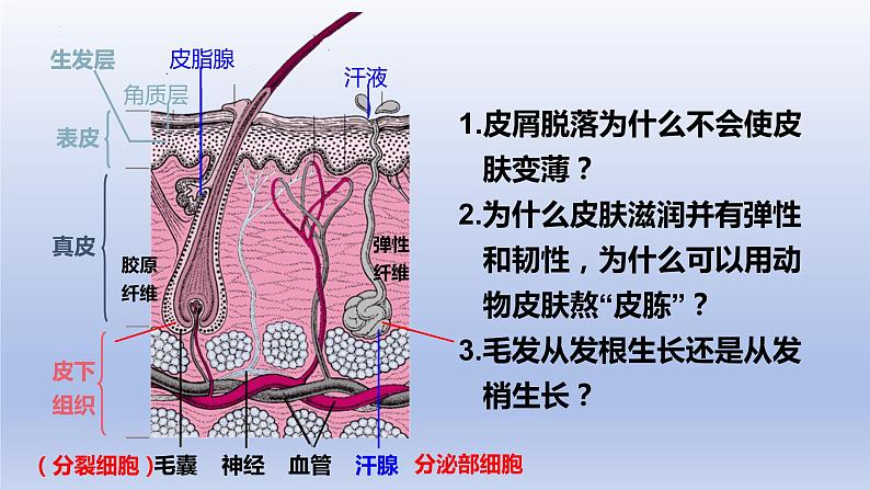 11.3+皮肤与汗液分泌+课件2023--2024学年北师大版生物七年级下册07