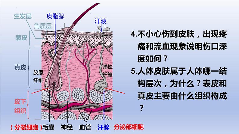 11.3+皮肤与汗液分泌+课件2023--2024学年北师大版生物七年级下册08