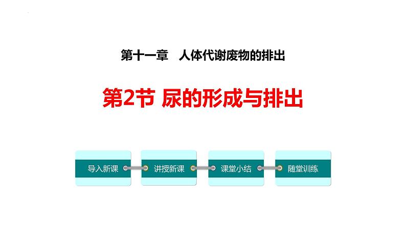 11.2尿的形成与排出课件2023--2024学年北师大版生物七年级下册第1页