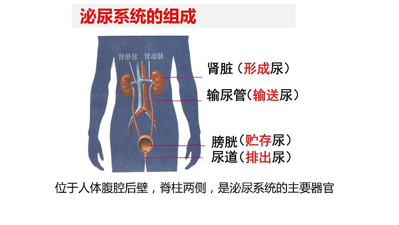 11.2尿的形成与排出课件2023--2024学年北师大版生物七年级下册第4页