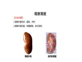 11.2尿的形成与排出课件2023--2024学年北师大版生物七年级下册