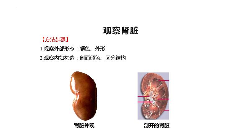 11.2尿的形成与排出课件2023--2024学年北师大版生物七年级下册第5页