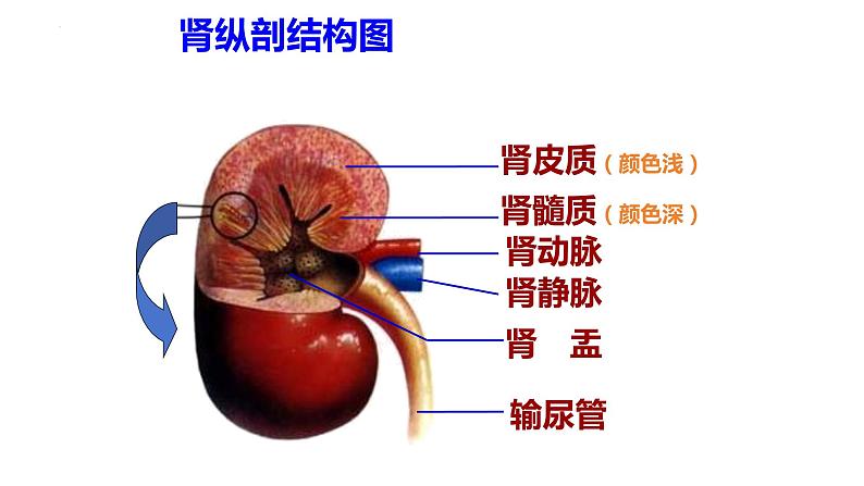 11.2尿的形成与排出课件2023--2024学年北师大版生物七年级下册第6页