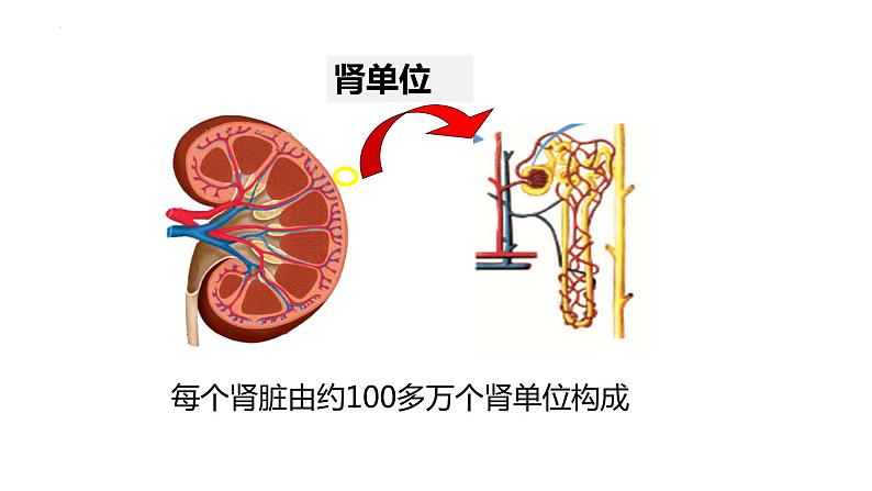 11.2尿的形成与排出课件2023--2024学年北师大版生物七年级下册第8页