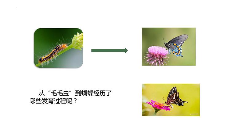 7.1.2+昆虫的生殖和发育课件2023-2024学年人教版生物八年级下册第3页