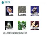 7.1.2+昆虫的生殖和发育课件2023-2024学年人教版生物八年级下册