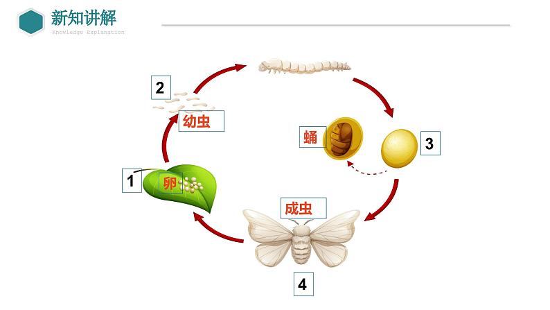 7.1.2+昆虫的生殖和发育课件2023-2024学年人教版生物八年级下册第6页