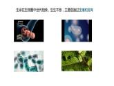 +7.1.1++植物的生殖课件2023-2024学年人教版生物八年级下册