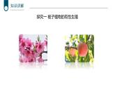 +7.1.1++植物的生殖课件2023-2024学年人教版生物八年级下册
