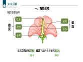 +7.1.1++植物的生殖课件2023-2024学年人教版生物八年级下册