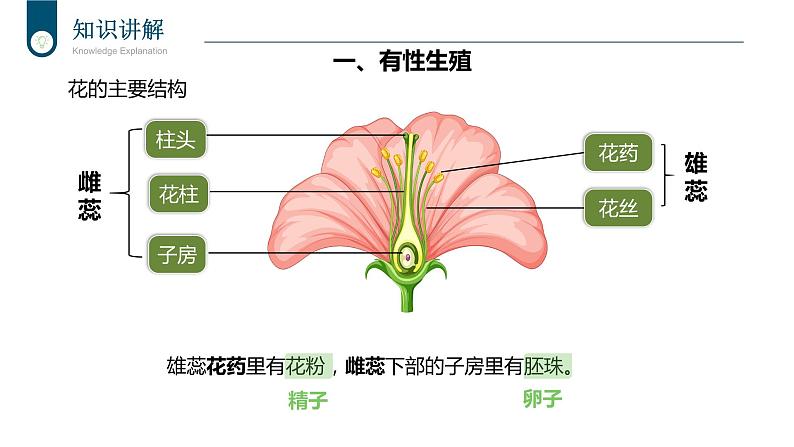 +7.1.1++植物的生殖课件2023-2024学年人教版生物八年级下册第5页