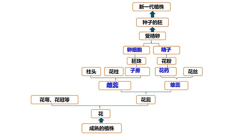 +7.1.1++植物的生殖课件2023-2024学年人教版生物八年级下册第6页