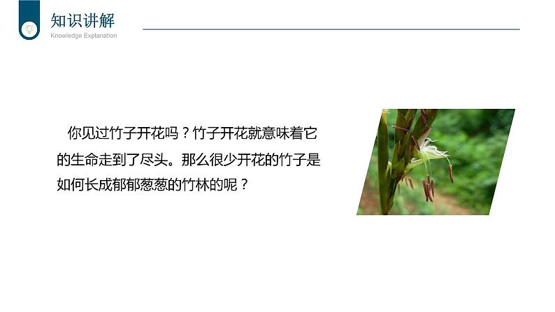 +7.1.1++植物的生殖课件2023-2024学年人教版生物八年级下册第8页