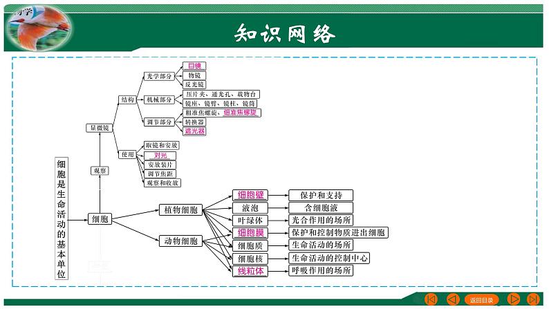 【2024年会考】初中生物 专题02 细胞是生命活动的基本单位-课件第3页