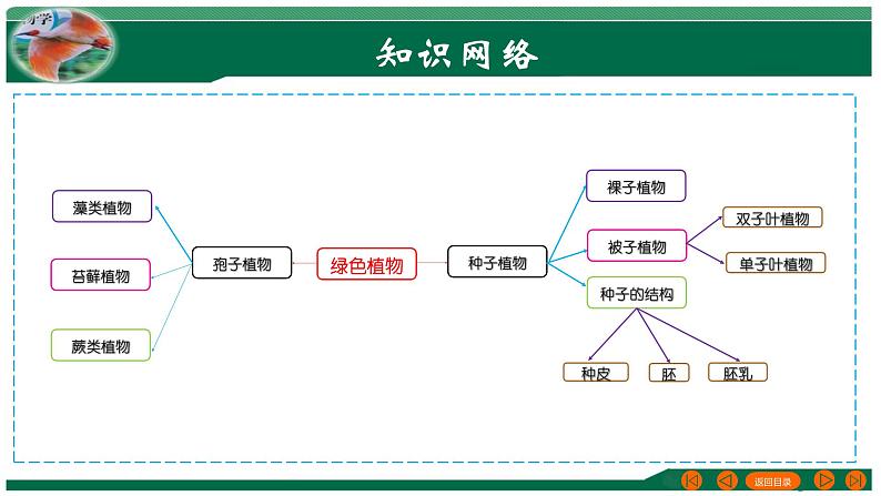 【2024年会考】初中生物 专题04 生物圈中有哪些绿色植物-课件03