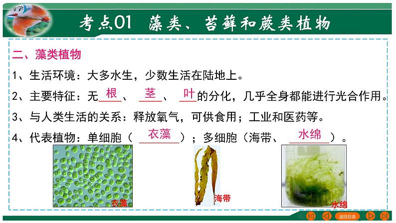 【2024年会考】初中生物 专题04 生物圈中有哪些绿色植物-课件05