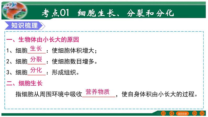 【2024年会考】初中生物 专题03 细胞怎样构成生物体-课件04