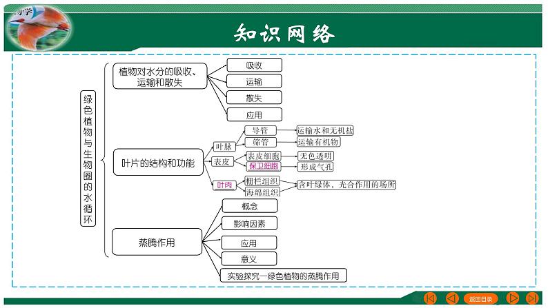 【2024年会考】初中生物 专题06 绿色植物与生物圈的水循环-课件03