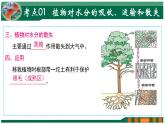 【2024年会考】初中生物 专题06 绿色植物与生物圈的水循环-课件