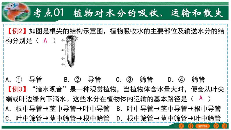 【2024年会考】初中生物 专题06 绿色植物与生物圈的水循环-课件07