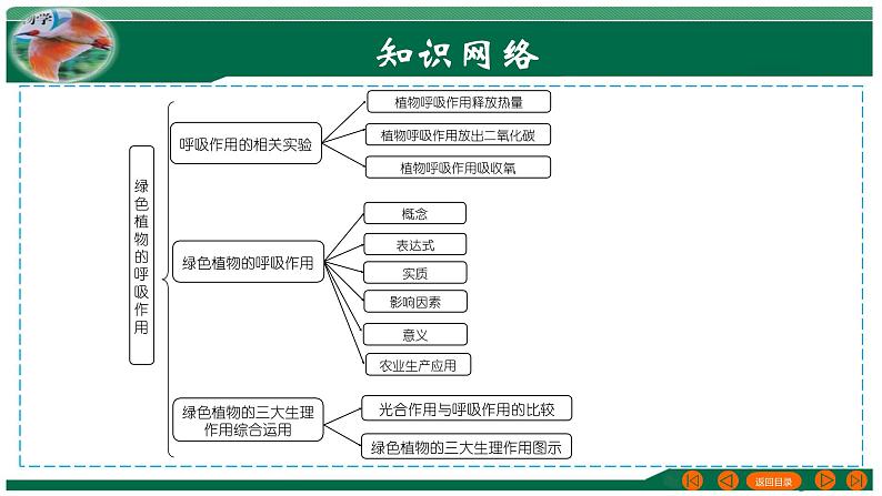 【2024年会考】初中生物 专题08 绿色植物的呼吸作用-课件03