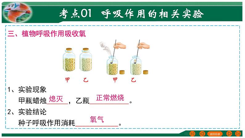 【2024年会考】初中生物 专题08 绿色植物的呼吸作用-课件06