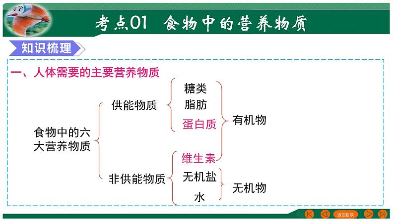 【2024年会考】初中生物 专题10 人体的营养-课件第4页