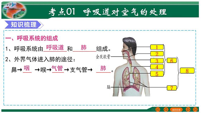 【2024年会考】初中生物 专题11 人体的呼吸-课件第4页