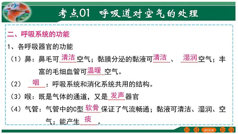 【2024年会考】初中生物 专题11 人体的呼吸-课件第5页