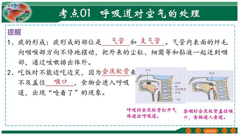 【2024年会考】初中生物 专题11 人体的呼吸-课件第7页