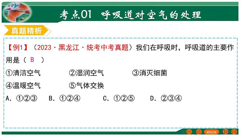 【2024年会考】初中生物 专题11 人体的呼吸-课件第8页