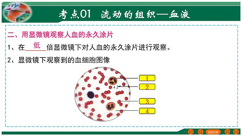 【2024年会考】初中生物 专题12 人体内物质的运输-课件06