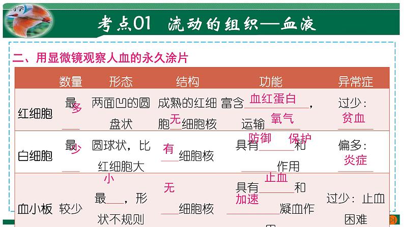 【2024年会考】初中生物 专题12 人体内物质的运输-课件07