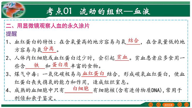 【2024年会考】初中生物 专题12 人体内物质的运输-课件08