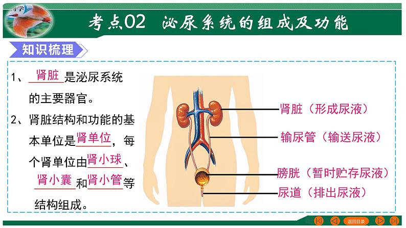 【2024年会考】初中生物 专题13 人体内废物的排出-课件08