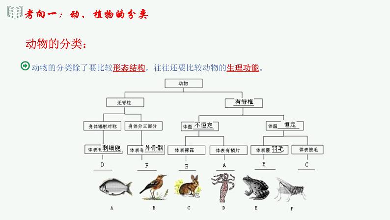 【2024年会考】初中生物 专题19 生物的多样性及其保护-课件08