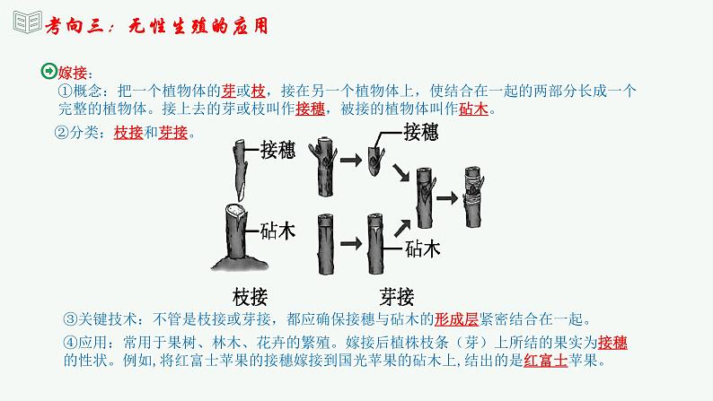 【2024年会考】初中生物 专题20 生物的生殖和发育-课件08