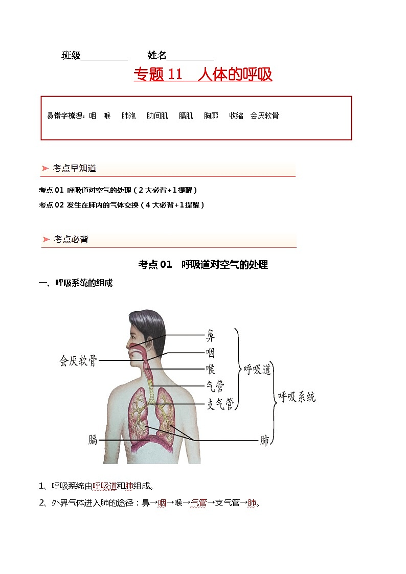 【2024年会考】初中生物 专题11 人体的呼吸-背诵清单01