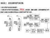 【2024会考】初中生物 考点专题13 人体的呼吸-课件