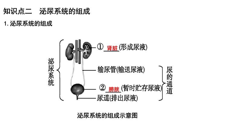 【2024会考】初中生物 考点专题16 人体内废物的排出-课件03