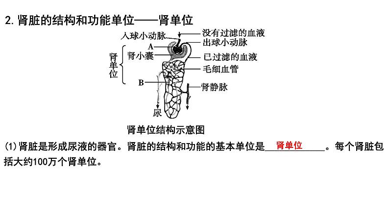 【2024会考】初中生物 考点专题16 人体内废物的排出-课件05